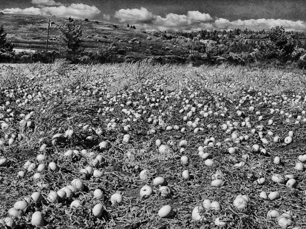 Santa-Cruz-Pumpkins