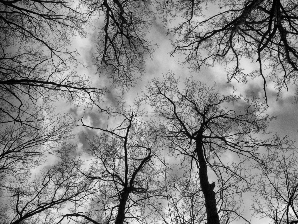 Trees